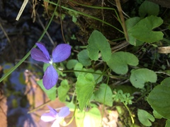 Viola cucullata