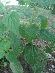 Urtica dioica