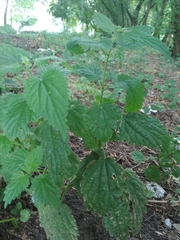Urtica dioica