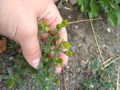 Matricaria discoidea