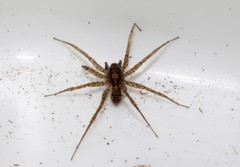 Pardosa hortensis