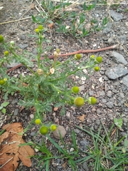 Matricaria discoidea