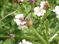 Apis mellifera