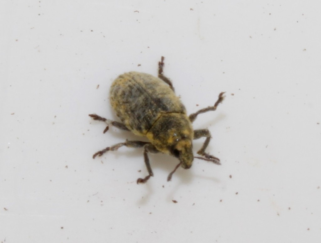 Bangasternus planifrons