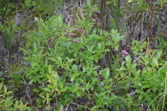 Salix myrtillifolia