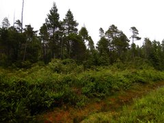 Pinus contorta contorta
