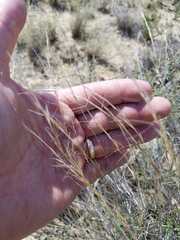Aristida purpurea wrightii