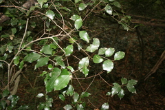Cryptocarya woodii