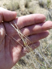 Aristida purpurea wrightii