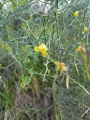 Parkinsonia texana
