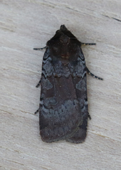 Parabagrotis insularis