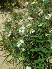 Melampodium cinereum