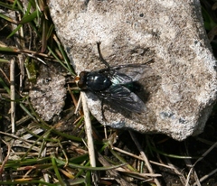 Cynomya mortuorum