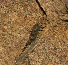 Petrobius brevistylis
