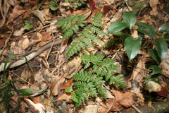 Cheilanthes bergiana