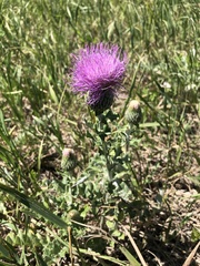 Cirsium flodmanii