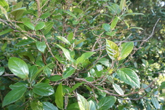 Itea rhamnoides