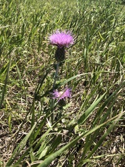 Cirsium flodmanii