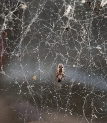 Dictynidae