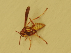 Polistes apachus