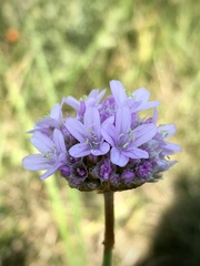 Armeria maritima elongata