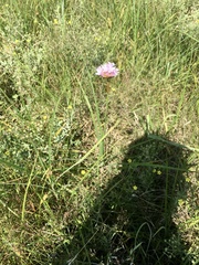 Armeria maritima elongata