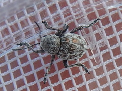 Graphops comosa
