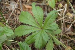 Potentilla humifusa