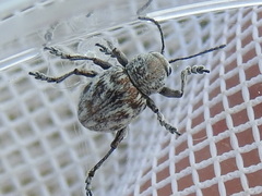 Graphops comosa