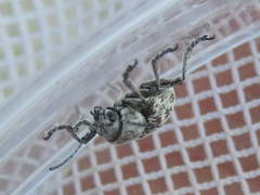 Graphops comosa