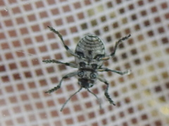 Graphops comosa