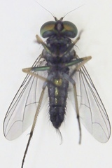 Condylostylus caudatus