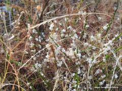 Cuscuta epithymum
