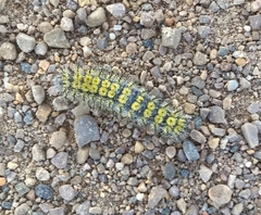 Hemileuca eglanterina