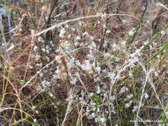 Cuscuta epithymum