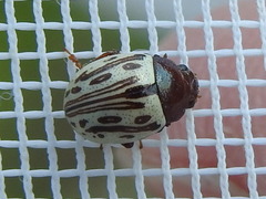 Zygogramma heterothecae