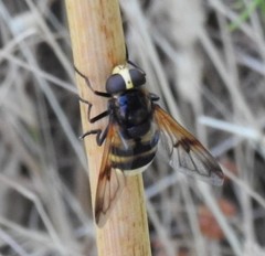 Volucella elegans