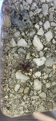 Araneae