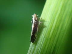 Stenocranus vittatus