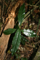 Trichocladus