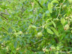 Rosa corymbifera
