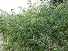 Rosa corymbifera