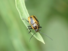 Cryptocephalus castaneus