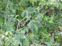 Rosa corymbifera