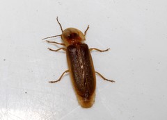 Nyctophila colorata