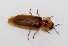 Nyctophila colorata