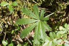 Potentilla humifusa