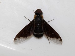 Hemipenthes velutina