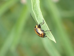 Cryptocephalus castaneus