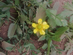 Halerpestes sarmentosa